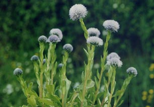 Globularia vulgaris